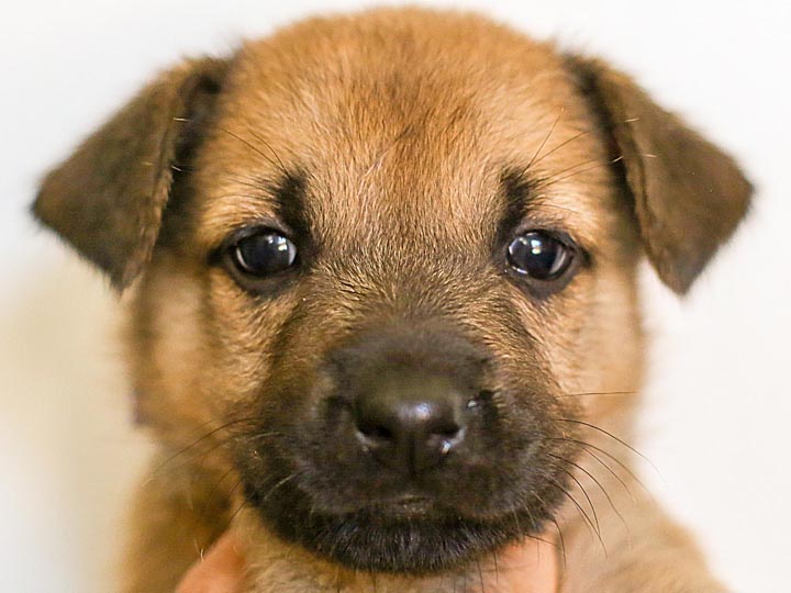 chinook puppy